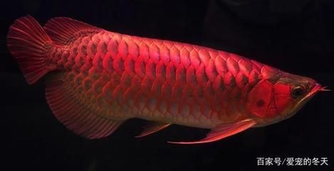 龍魚掉了很多鱗片：龍魚掉鱗片怎么辦