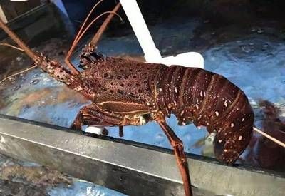 龍魚掉了很多鱗片：龍魚掉鱗片怎么辦