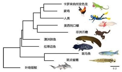 什么紅龍魚發(fā)色好看又好養(yǎng)又好看圖片：紅龍魚發(fā)色好看又好養(yǎng)的品種推薦與飼養(yǎng)技巧