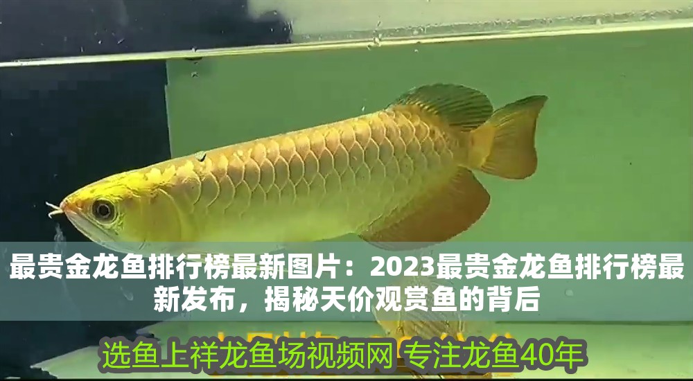 最貴金龍魚排行榜最新圖片：2023最貴金龍魚排行榜最新發(fā)布，揭秘天價觀賞魚的背后 最貴金龍魚排行榜最新圖片：2023最貴金龍魚排行榜最新發(fā)布，揭秘天價觀賞魚的背后 龍魚百科 第1張