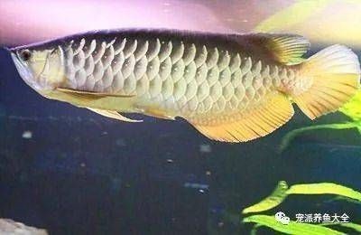 養龍魚什么時候加鹽（養龍魚何時加鹽？）