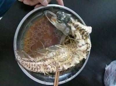 巨型舌骨龍魚：養(yǎng)殖巨型舌骨龍魚需要注意以下幾個方面