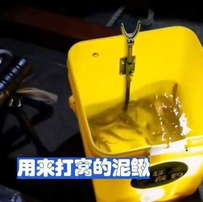 魚缸內(nèi)養(yǎng)泥鰍的利弊：養(yǎng)泥鰍的利弊 魚缸內(nèi)養(yǎng)泥鰍的利弊：養(yǎng)泥鰍的利弊 魚缸百科 第3張