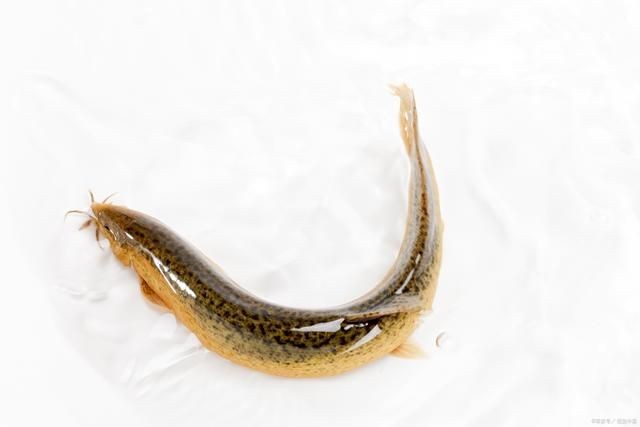魚缸內(nèi)養(yǎng)泥鰍的利弊：養(yǎng)泥鰍的利弊 魚缸內(nèi)養(yǎng)泥鰍的利弊：養(yǎng)泥鰍的利弊 魚缸百科 第5張