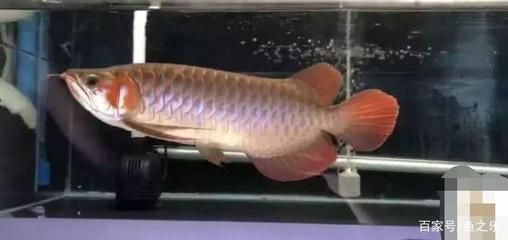 龍魚入缸多久換水一次（龍魚入缸后的換水頻率取決于多種因素） 龍魚入缸多久換水一次（龍魚入缸后的換水頻率取決于多種因素） 龍魚百科 第3張