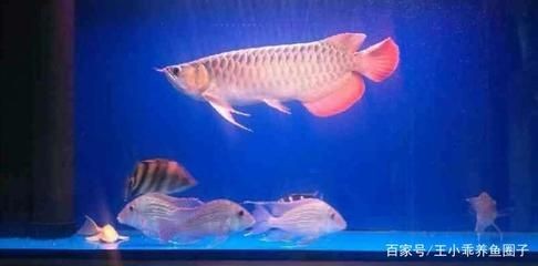 紅龍魚把清道夫吃了：紅龍魚可以吃清道夫嗎？