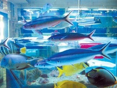 飯店魚缸中的魚老死可能是由于多種因素造成的，可能是多種因素造成的：飯店魚缸中的魚為什么會死亡？