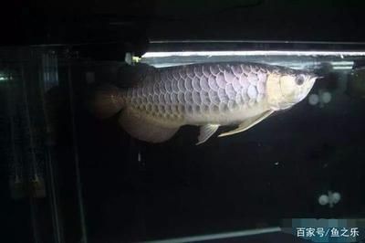 龍魚受驚嚇多久才能恢復好：龍魚受到驚嚇后的恢復時間