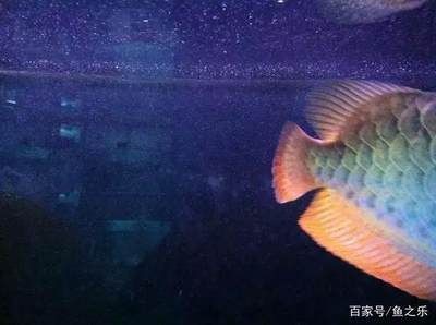 龍魚受驚嚇多久才能恢復好：龍魚受到驚嚇后的恢復時間
