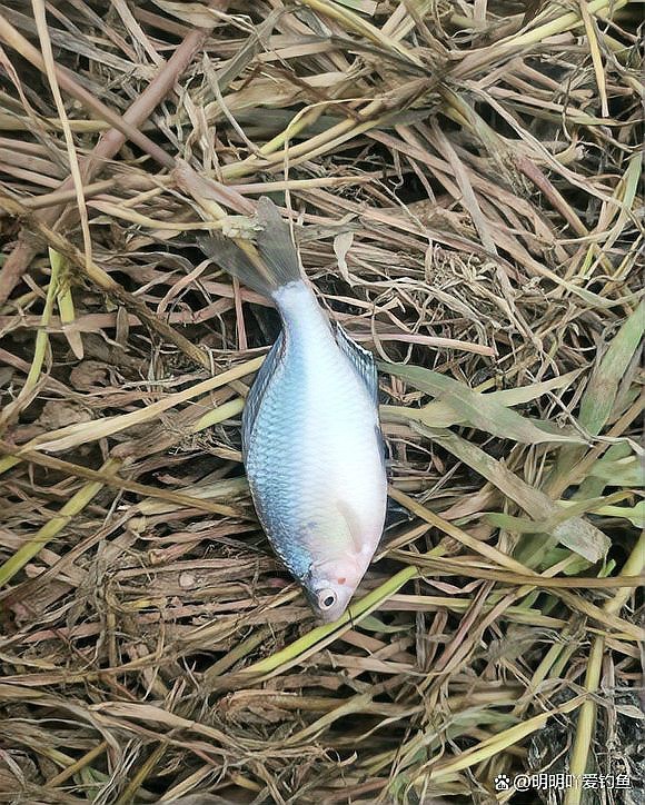 野生南鱧雷龍魚