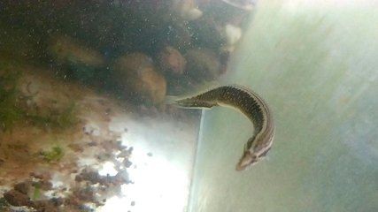 刀鰍魚的養殖方法：刀鰍魚養殖刀鰍魚的養殖技巧刀鰍魚的養殖技巧刀鰍魚