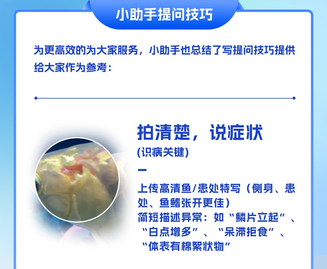 更智慧，更快速，AI養魚管家震撼上線~