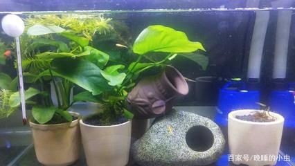 底過(guò)濾魚(yú)缸缸底臟了怎么辦（如何清理底過(guò)濾魚(yú)缸缸底的臟物）