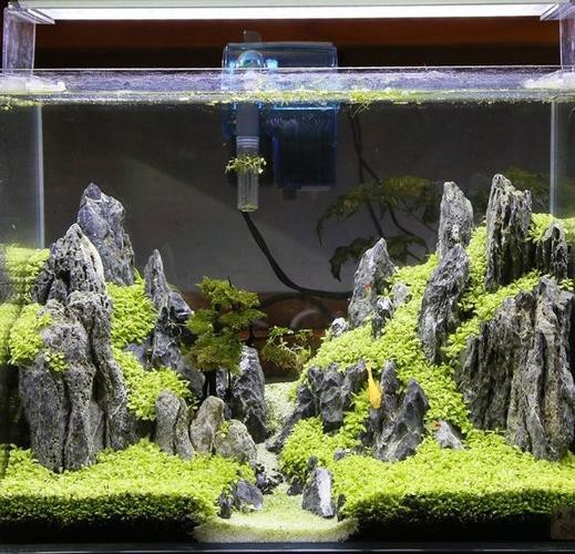 有沒(méi)有更多自然風(fēng)格的龍魚(yú)缸造景圖？