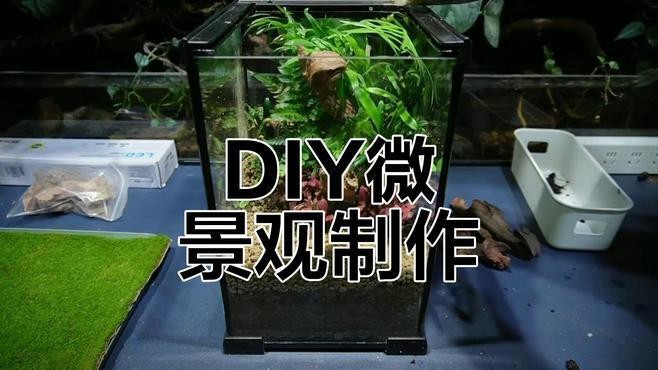 有沒(méi)有更多自然風(fēng)格的龍魚(yú)缸造景圖？