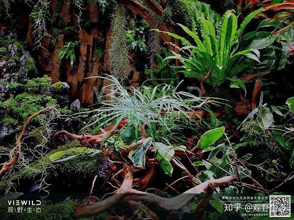 有沒(méi)有更多自然風(fēng)格的龍魚(yú)缸造景圖？