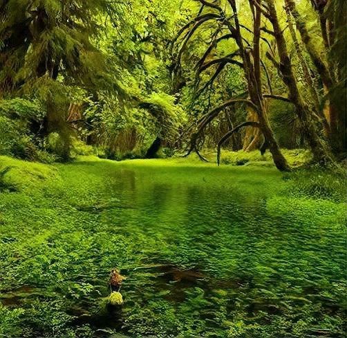 有沒(méi)有更多自然風(fēng)格的龍魚(yú)缸造景圖？