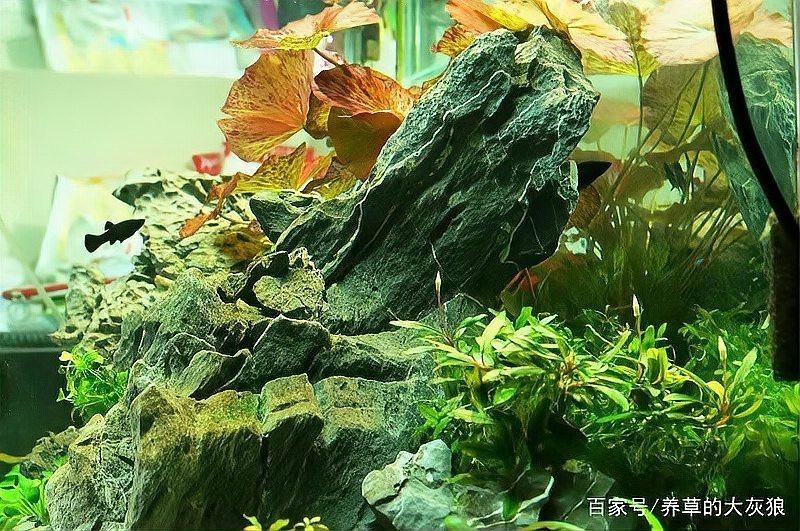 有沒(méi)有更多自然風(fēng)格的龍魚(yú)缸造景圖？