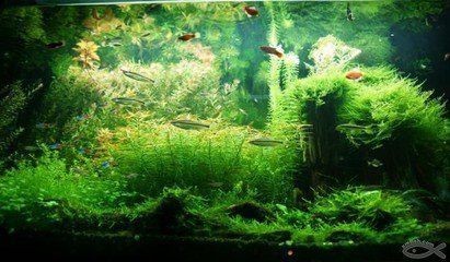 魚缸除藻劑多長時間放一次：魚缸除藻劑使用頻率應注意以下幾點魚缸除藻劑的選擇技巧