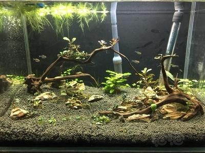 魚缸除藻劑多長時間放一次：魚缸除藻劑使用頻率應注意以下幾點魚缸除藻劑的選擇技巧