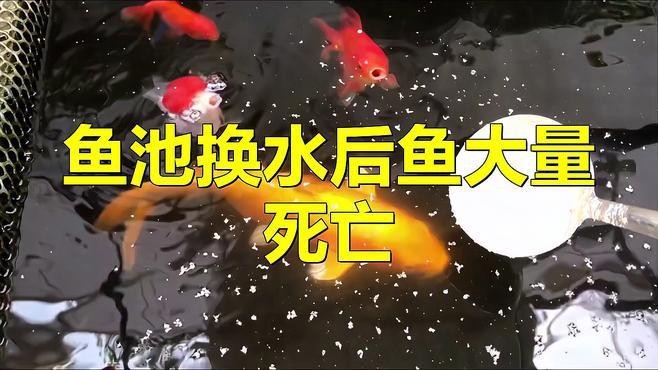 為什么龍魚換水就死了