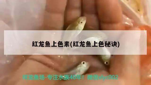 紅龍魚上色素(紅龍魚上色秘訣)