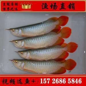 紅龍魚苗批發廠家電話：紅龍魚苗批發廠家怎么找