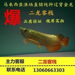 紅龍魚苗批發廠家電話：紅龍魚苗批發廠家怎么找