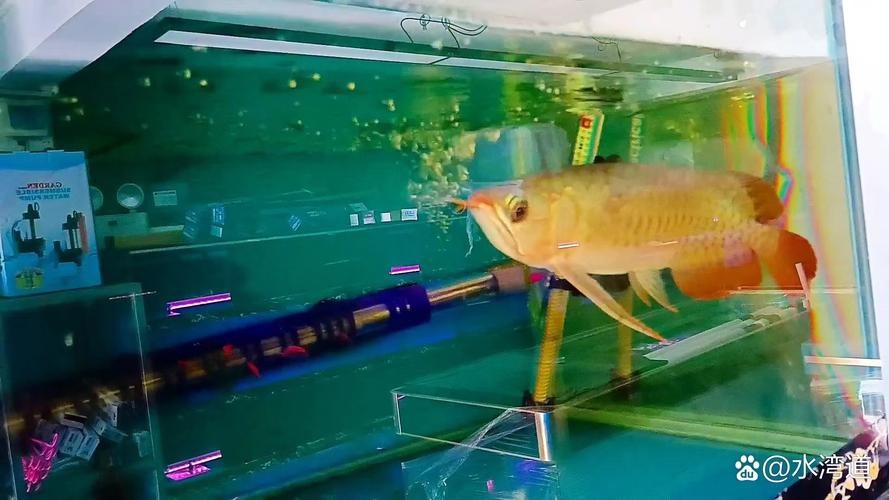 金龍魚缸圖片大全