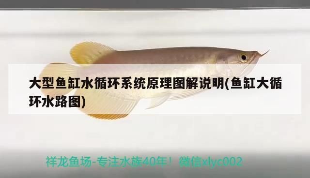 文氏原理的魚缸：文氏原理在魚缸設(shè)計中的應(yīng)用