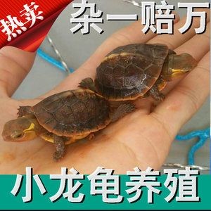 小龍魚的飼養與喂養需要關注水質、光照、飼養技巧：小龍魚的飼養與喂養技巧