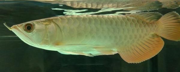 小龍魚的飼養與喂養需要關注水質、光照、飼養技巧：小龍魚的飼養與喂養技巧