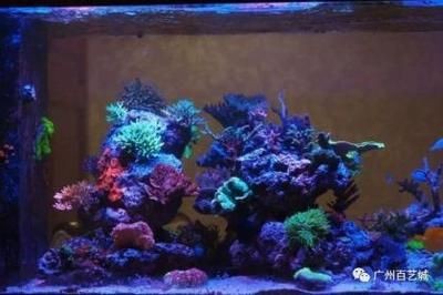 海魚魚缸的價格范圍是多少：海魚魚缸價格 海魚魚缸的價格范圍是多少：海魚魚缸價格 魚缸百科 第1張