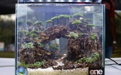 熱帶雨林仿生魚缸造景師的專業名稱是生態造景師的專業名稱：熱帶雨林仿生魚缸造景師