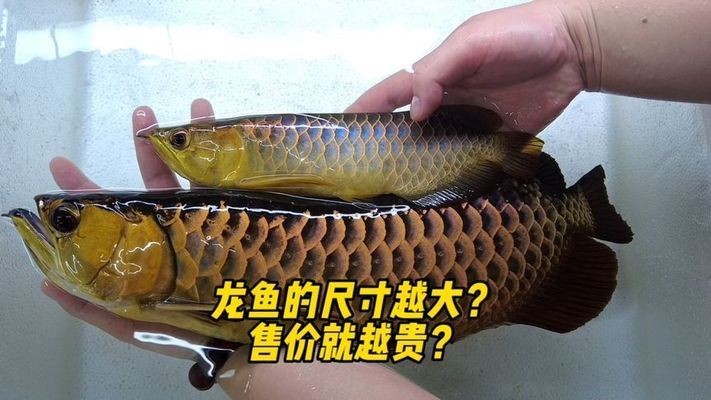 品相好的龍魚多少錢一只（龍魚市場價格波動趨勢）