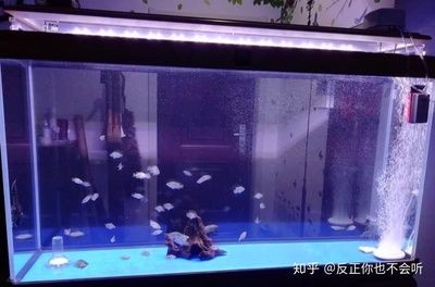 加熱棒放到魚缸還是底濾槽（加熱棒在魚缸中的應(yīng)用） 加熱棒放到魚缸還是底濾槽（加熱棒在魚缸中的應(yīng)用） 魚缸百科 第3張