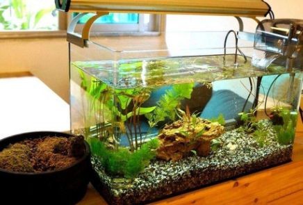 觀景魚(yú)缸需要一直供氧嗎？：觀景魚(yú)缸不需要一直供氧