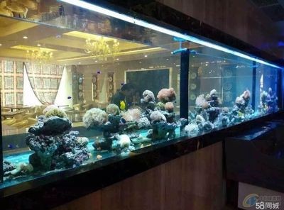 廣州搬魚缸服務公司：廣州搬家公司提供專業(yè)的搬魚缸服務