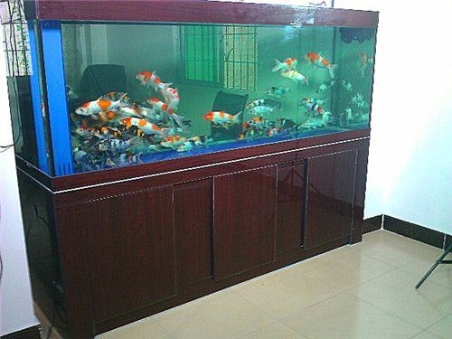 廣州搬魚缸服務公司：廣州搬家公司提供專業(yè)的搬魚缸服務