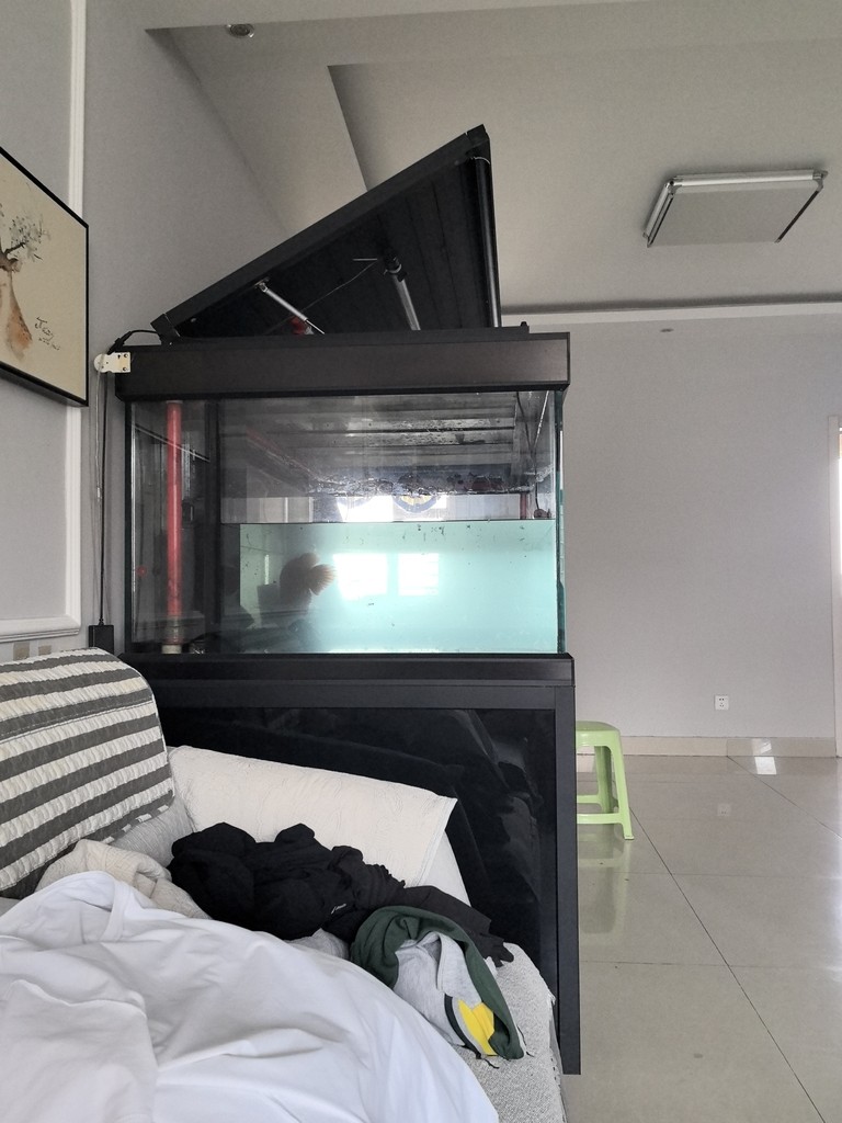 紅龍魚腮部發(fā)色需要哪些光照？