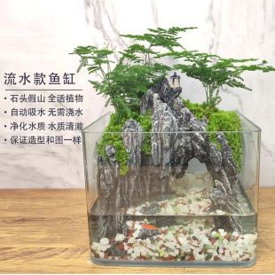 文竹 魚缸：如何正確養護文竹