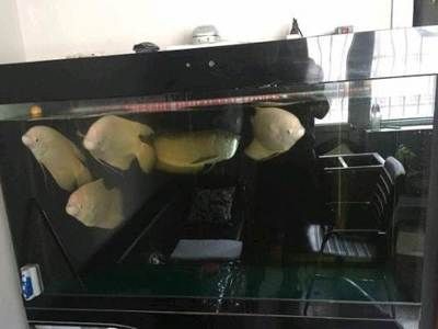 呼和浩特市如意開發區多彩水族魚缸經銷部二手魚缸售賣：呼和浩特二手魚缸經銷