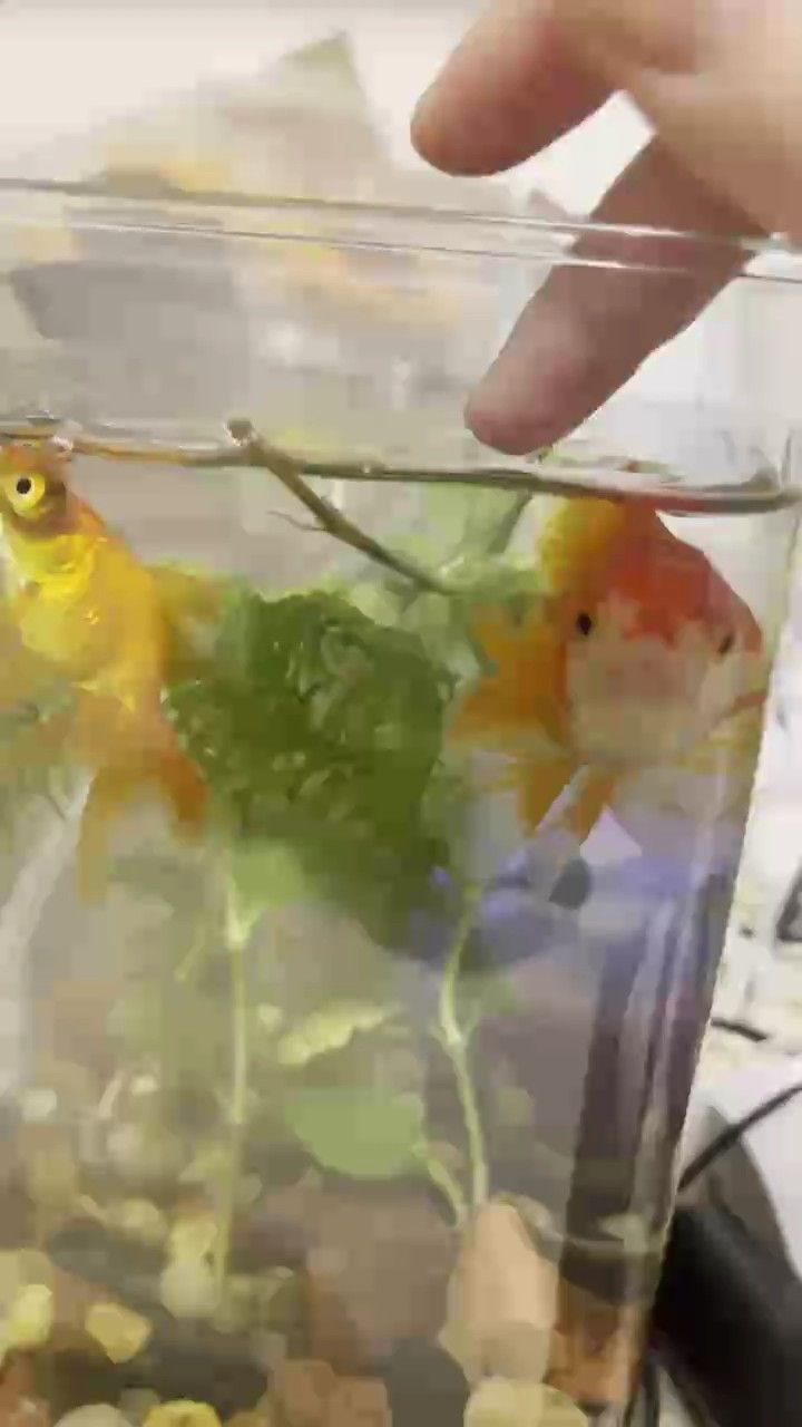 鄭州花鳥魚市場：鄭州哪里有賣龜缸的