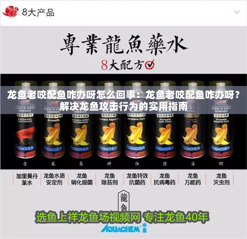 龍魚老咬配魚咋辦呀怎么回事：龍魚老咬配魚咋辦呀？解決龍魚攻擊行為的實用指南 龍魚老咬配魚咋辦呀怎么回事：龍魚老咬配魚咋辦呀？解決龍魚攻擊行為的實用指南 龍魚百科 第1張