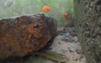魚缸可不可以不換水（魚缸可不可以不換水取決于多種因素，取決于多種因素）