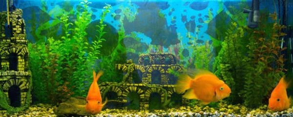 魚缸可不可以不換水（魚缸可不可以不換水取決于多種因素，取決于多種因素）