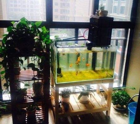 底濾魚缸過濾改造的具體步驟和選擇合適的魚缸過濾系統：底濾魚缸與上濾魚缸的區別
