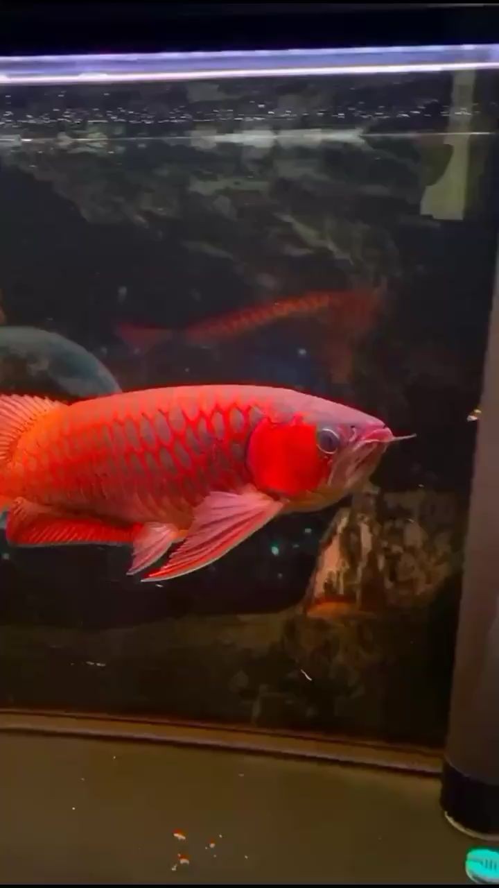 一個星期了