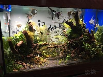底濾魚缸可以造景嗎？：底濾魚缸可以進行造景嗎？