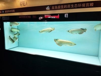 新加坡仟湖魚缸的寓意和特點：新加坡仟湖漁場是一個高品質(zhì)觀賞魚的供應(yīng)地